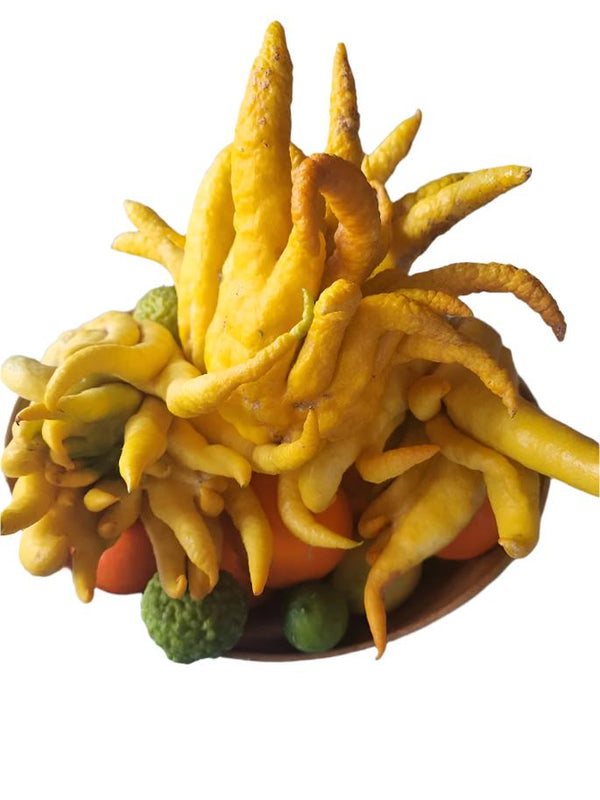 Buddha’s Hand Tree (Fingered Citron)