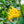 Buddha’s Hand Tree (Fingered Citron)
