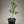 Burgess Scarlet Mandarin Tree – Vibrant Colour, Juicy Sweetness, and Container-Friendly Charm