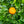 Burgess Scarlet Mandarin Tree – Vibrant Colour, Juicy Sweetness, and Container-Friendly Charm