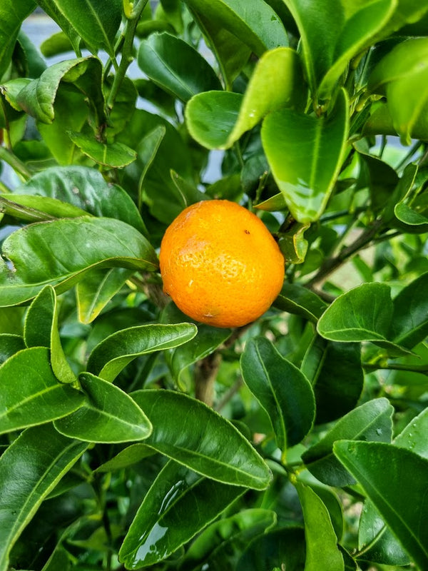 Burgess Scarlet Mandarin Tree – Vibrant Colour, Juicy Sweetness, and Container-Friendly Charm