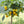 Calamansi Tree (Calamondin Tree)