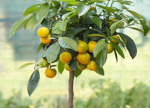 Calamansi Tree (Calamondin Tree)