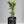 Cara Cara Orange Tree (Navel)