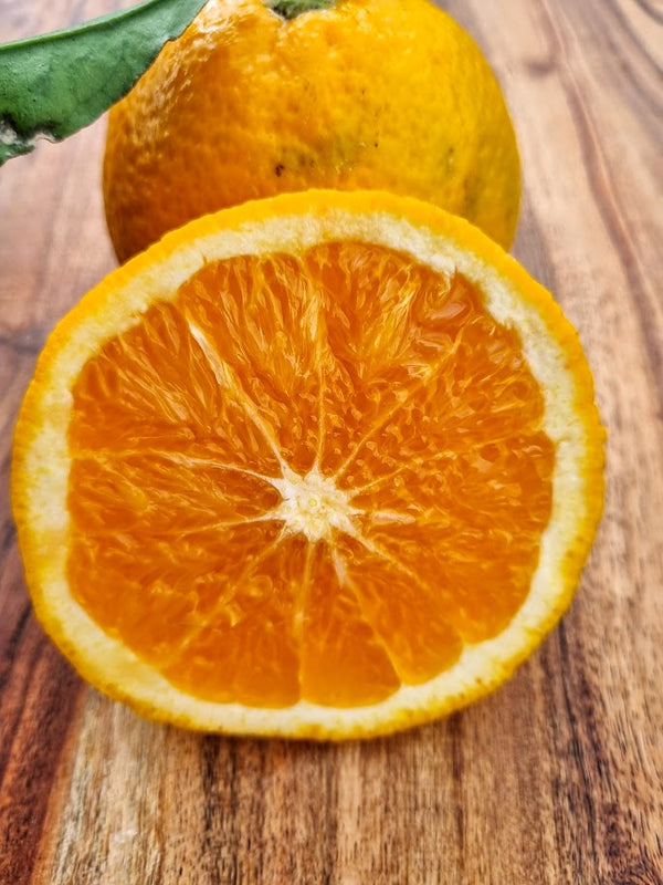 Cara Cara Orange Tree (Navel)