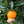 Cara Cara Orange Tree (Navel)