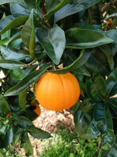 Cara Cara Orange Tree (Navel)