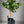 Carters Navel Orange Tree