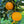 Carters Navel Orange Tree
