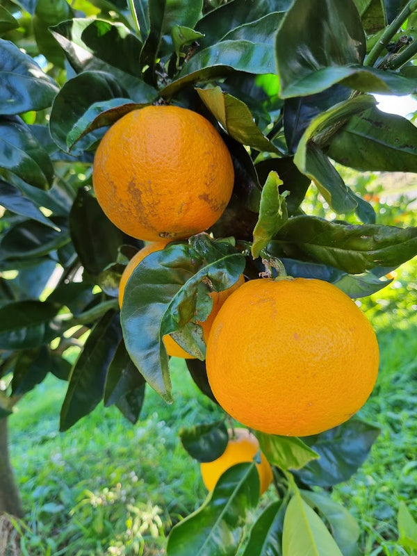 Carters Navel Orange Tree