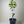 Carters Navel Orange Tree