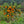 Chinotto Tree (Myrtle-Leaved Orange Tree)