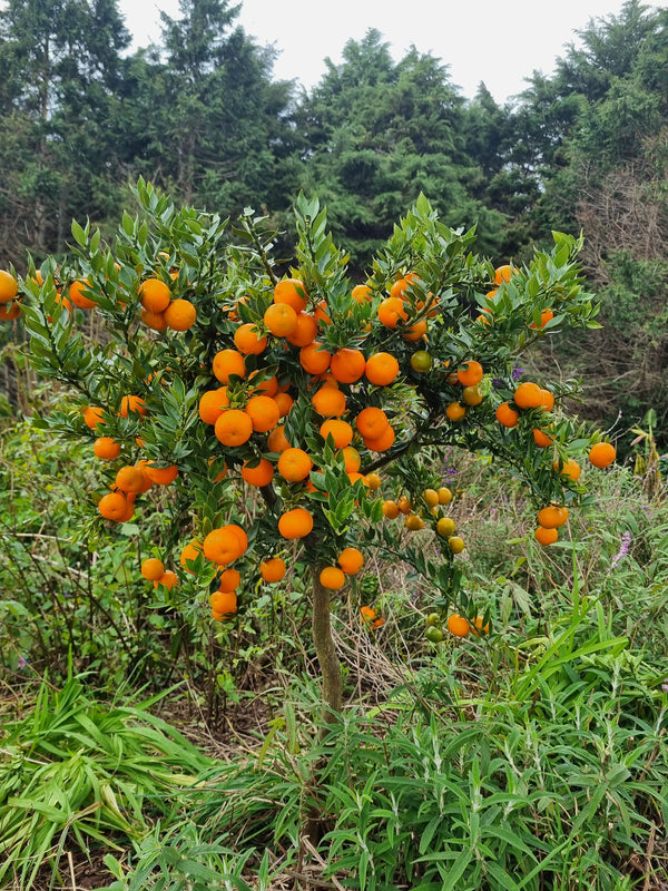 Chinotto Tree (Myrtle-Leaved Orange Tree)