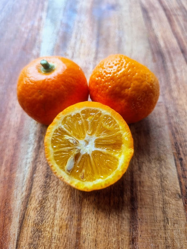 Chinotto Tree (Myrtle-Leaved Orange Tree)