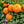 Chinotto Tree (Myrtle-Leaved Orange Tree)