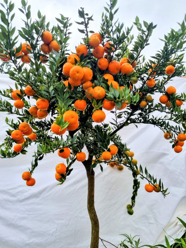 Chinotto Tree (Myrtle-Leaved Orange Tree)