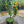 Cipo Weeping Orange Standard Tree.