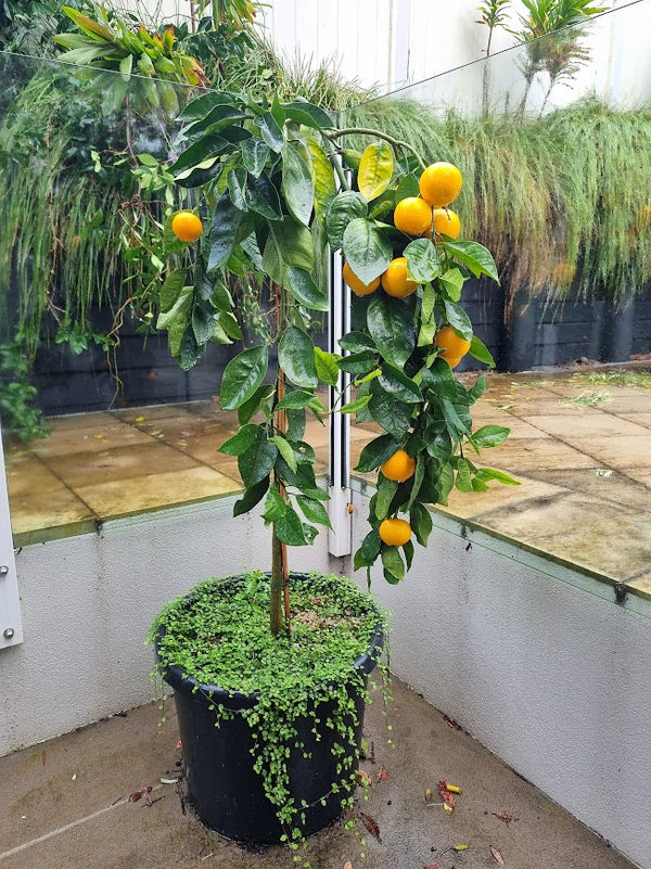 Cipo Weeping Orange Standard Tree.