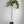Cipo Weeping Orange Standard Tree.