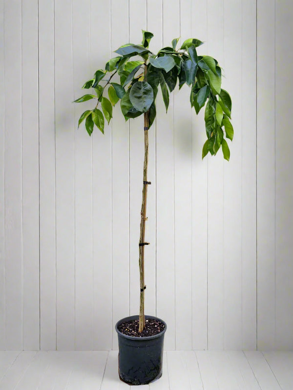 Cipo Weeping Orange Standard Tree.