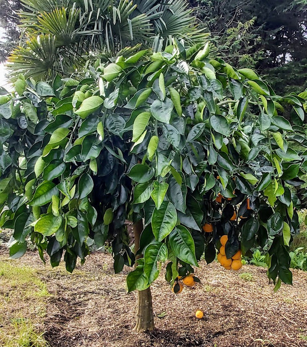 Cipo Weeping Orange Standard Tree.