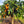 Cipo Weeping Orange Standard Tree.