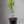 Meiwa Kumquat  Tree