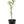 Kumquat Nagami Tree