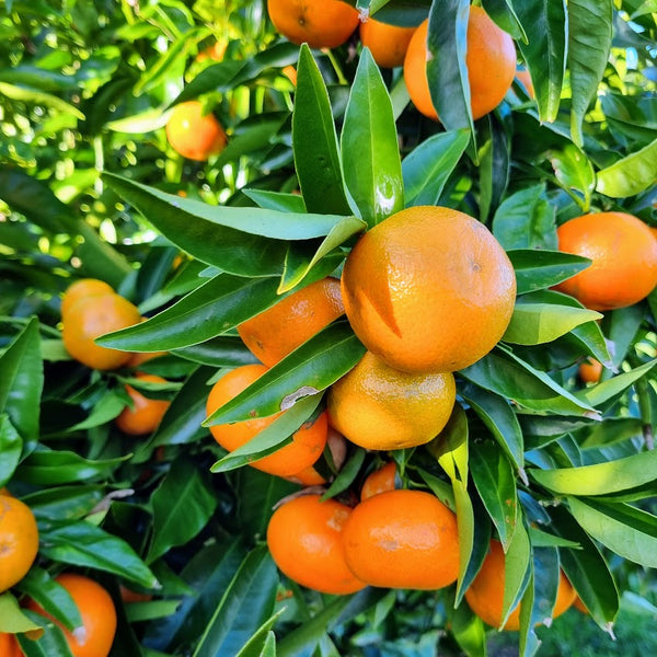 Corsica No.2 Mandarin Trees