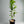 Cutlers Red Grapefruit Tree