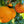 Cutlers Red Grapefruit Tree