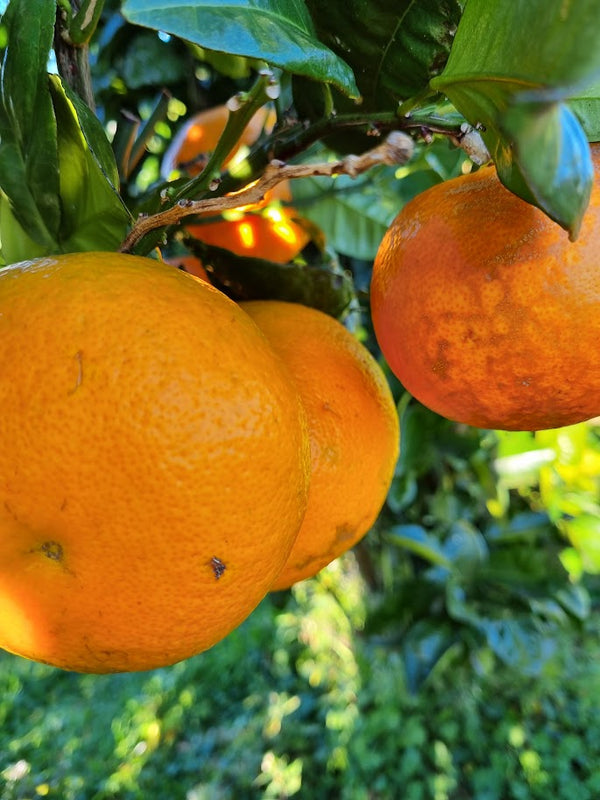 Cutlers Red Grapefruit Tree
