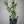 Cutlers Red Grapefruit Tree