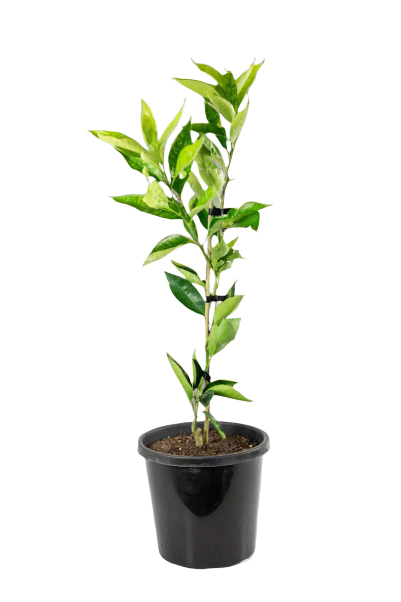 Dweet Tangor Tree | tangerine X orange, tasty - Citrus Direct