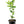 Dweet Tangor Tree