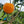 Dweet Tangor Tree