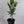 Encore Mandarin Tree