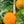 Encore Mandarin Tree