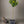 Encore Mandarin Tree