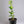 Etrog Tree (Yellow Citron Tree)