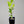 Etrog Tree (Yellow Citron Tree)