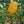 Etrog Tree (Yellow Citron Tree)