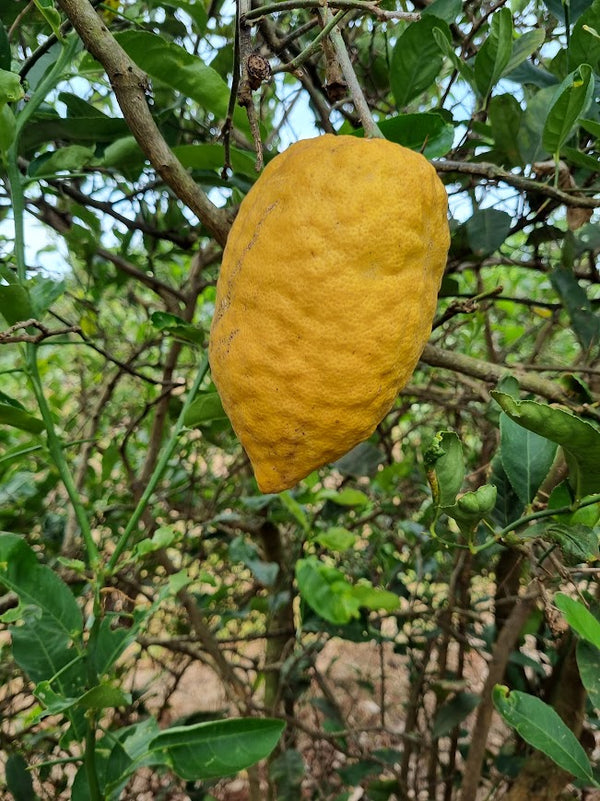 Etrog Tree (Yellow Citron Tree)