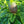Etrog Tree (Yellow Citron Tree)