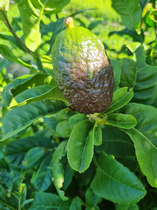 Etrog Tree (Yellow Citron Tree)