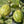 Eureka Lemon Variegated Tree