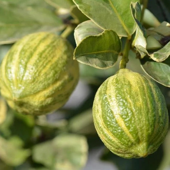 Eureka Lemon Variegated Tree
