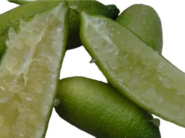 Finger Lime Tree Green