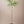 Finger Lime Tree Green