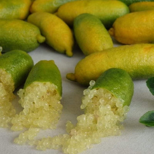 Finger Lime Tree Yellow